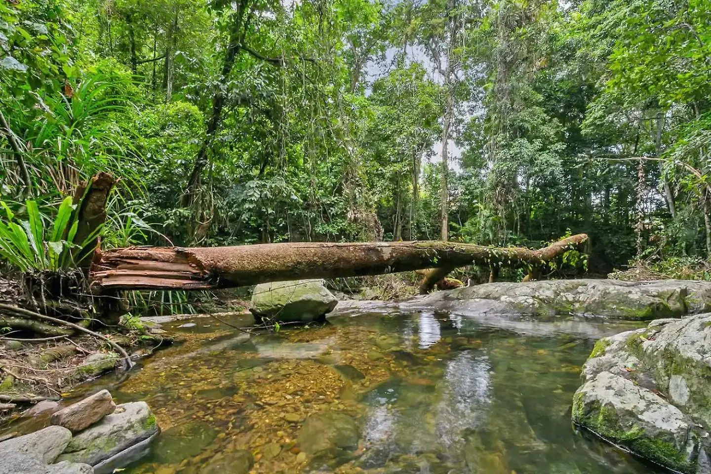Hideaway Treehouse - A Secluded Rainforest Retreat Bayview Heights